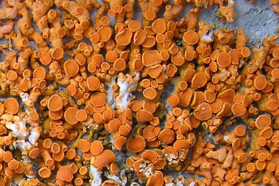 Xanthoria elegans